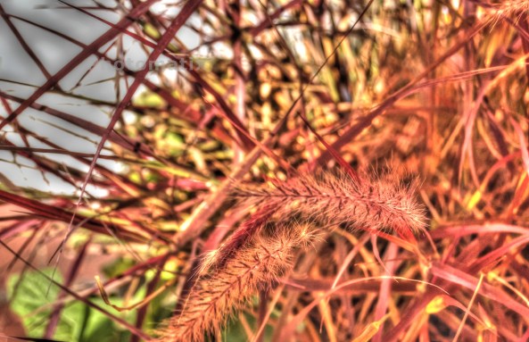 flower at ashland station 1 8242013