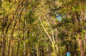 country road 2  10-26-2014