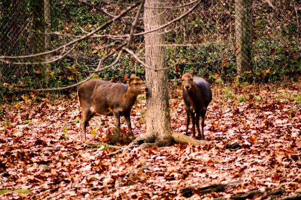 Northern Deer 121515